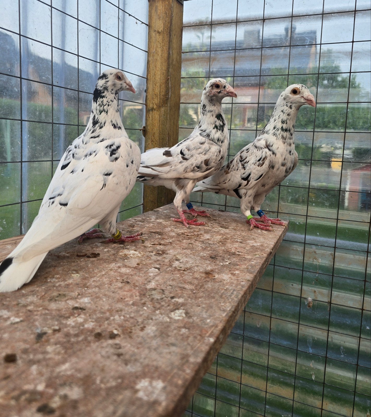 Stipper postduiven duiven te koop, Dieren en Toebehoren, Meerdere dieren, Postduif
