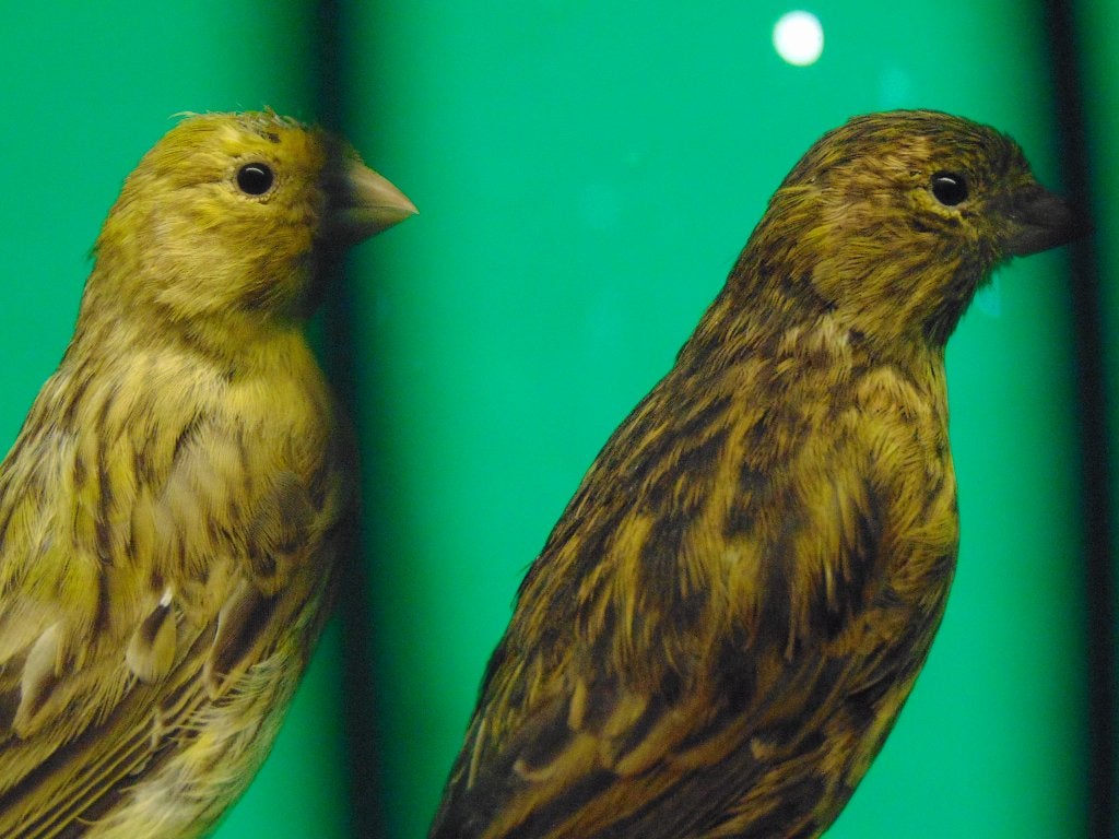 Kanaries in Assen., Meerdere dieren, Kleurkanarie