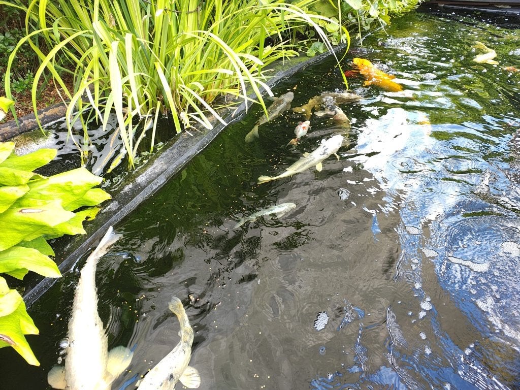 Koi Karpers, Dieren en Toebehoren, Vissen | Vijvervissen, Karper of Koi