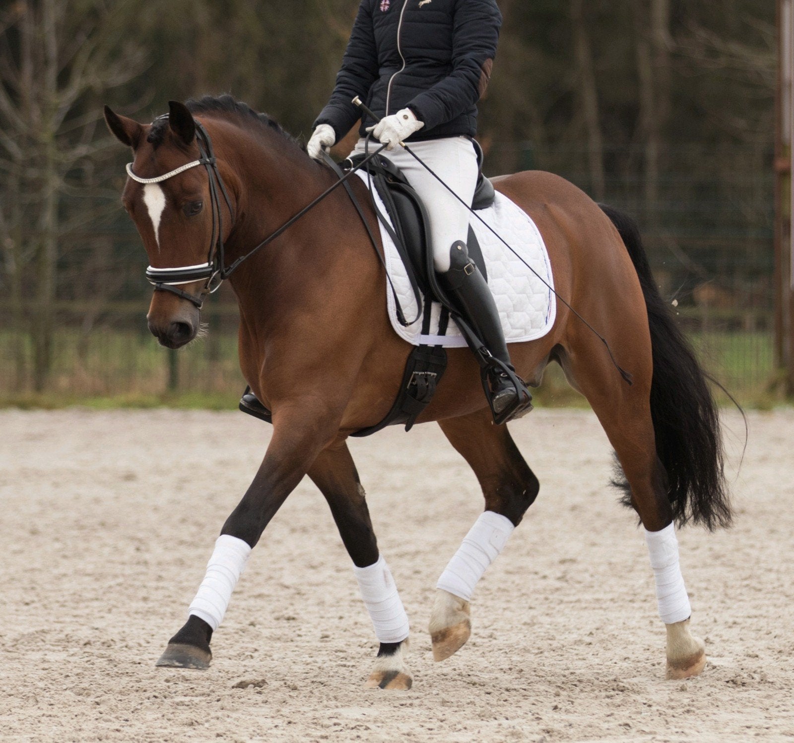 Bijrijder gezocht sportpony omg. Vught, Den Bosch, Helvoirt, Dieren en Toebehoren, Ophalen of Verzenden, Nieuw
