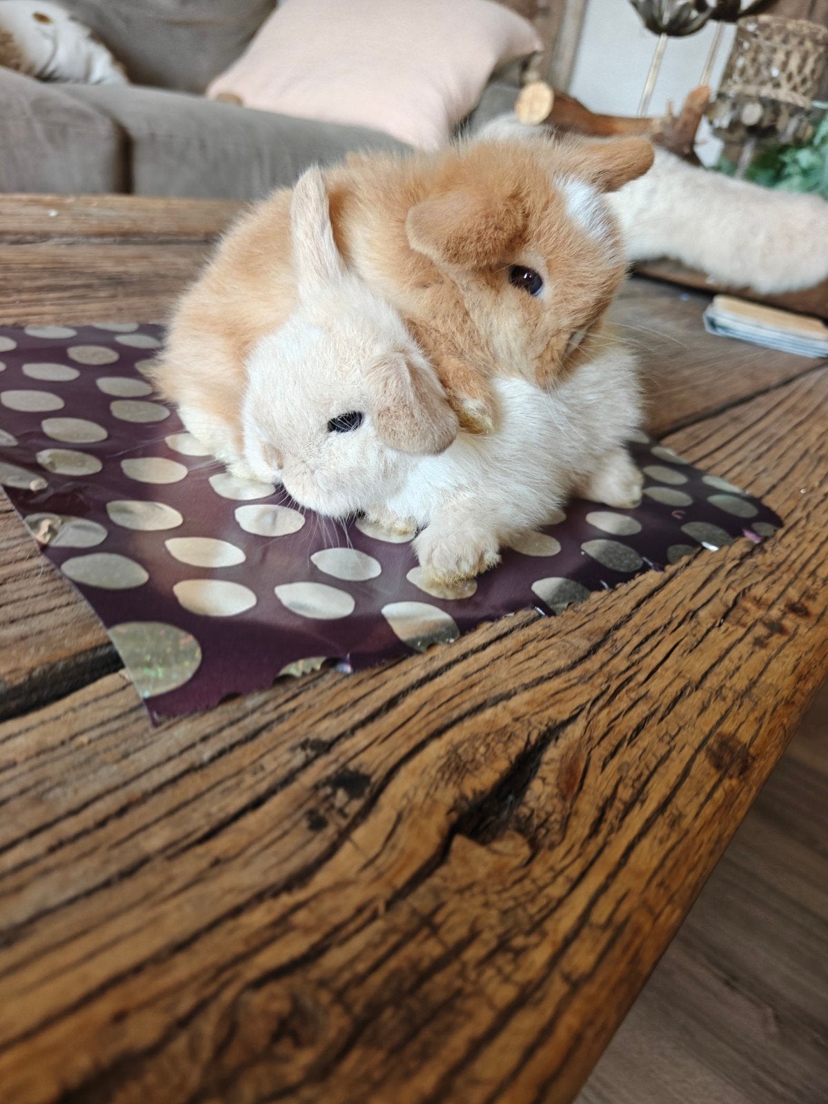 Minilop hangoor konijntjes, Meerdere dieren, Dwerg, Hangoor