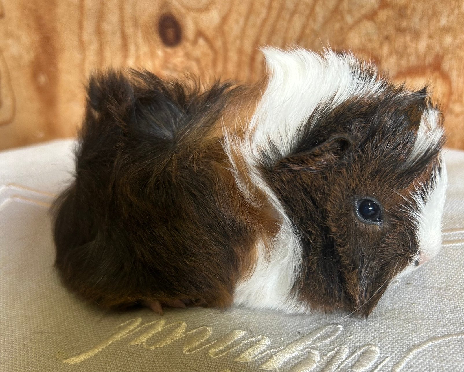 Jong cavia mannetje (peruvian x borstel), Augustus, Mannelijk, Cavia