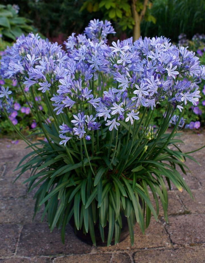 Zaden Agapanthus Africanus - Blauwe Afrikaanse lelie, Ophalen of Verzenden, Voorjaar, Volle zon, Zaad