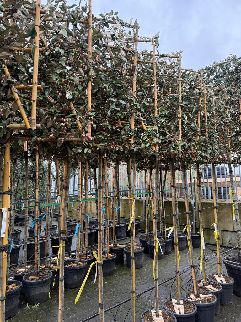 Leiboom Olijfwilg - Eleagnus Ebbingei 6/8 stam 180, Tuin en Terras, Planten | Bomen, Herfst, Leiboom, Ophalen of Verzenden, 100 tot 250 cm