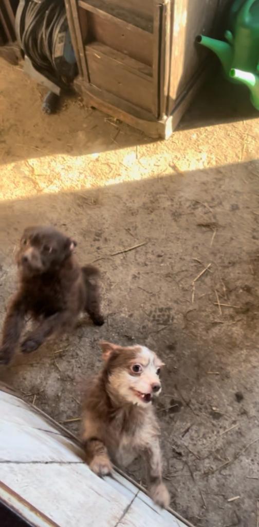 Te koop Merle reutje koffie bruin reutje, Parvo, Reu, Meerdere, Klein