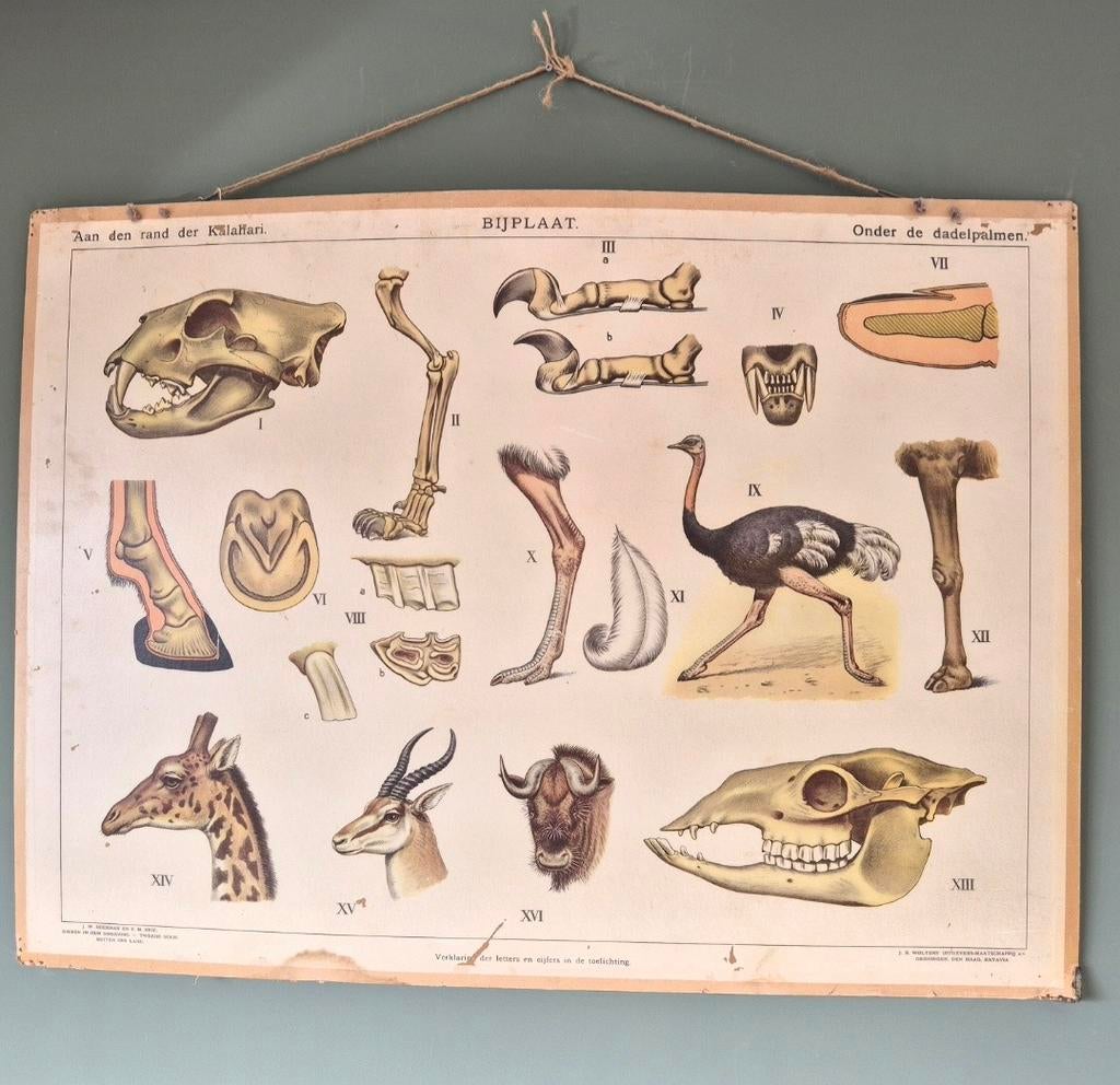 Oude schoolplaat - Biologie, Ophalen, Natuur en Biologie
