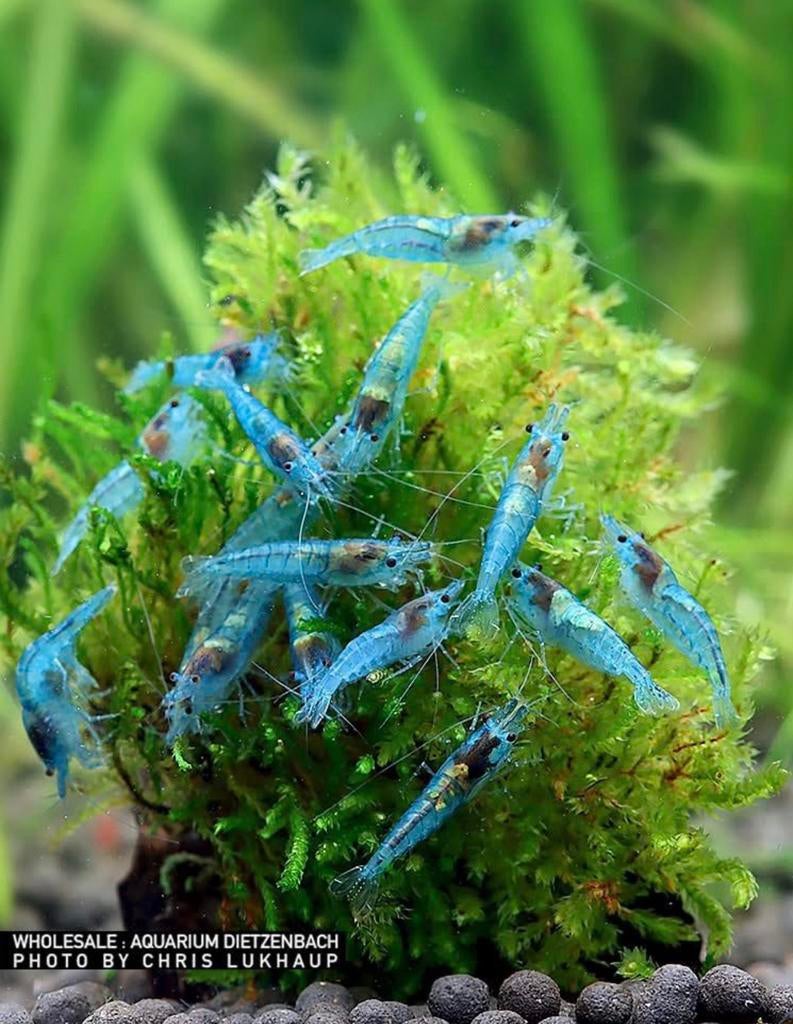 Pre order: Blue Jelly Neocaridina garnaal - garnalen, Dieren en Toebehoren, Vissen | Aquariumvissen, Zoetwatervis, Kreeft, Krab of Garnaal