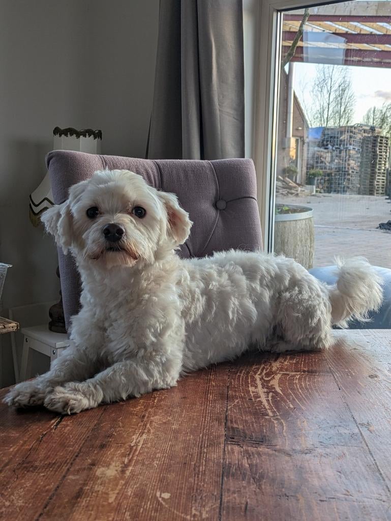Maltezer Dekreu (geeft prachtige nakomelingen!) niet te koop, Dieren en Toebehoren, Honden | Dekreuen, 1 tot 2 jaar, Eén hond