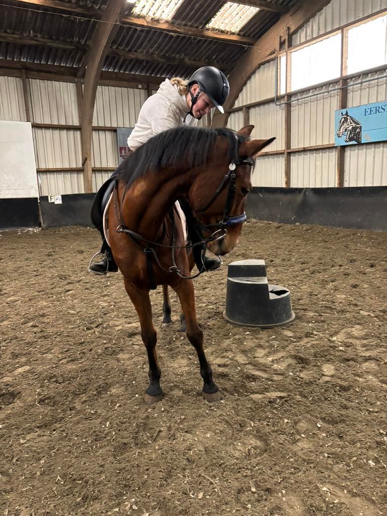 Verzorg pony/paard GEZOCHT!!, Overige niveaus, Overige vormen