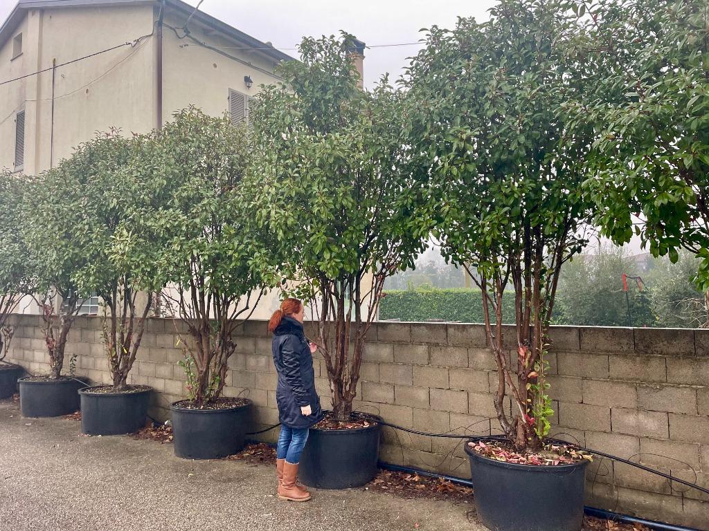 Photinia fraseri Red Robin - Glansmispel 350/400 cm te koop, Lente, 250 tot 400 cm, Volle zon, In pot