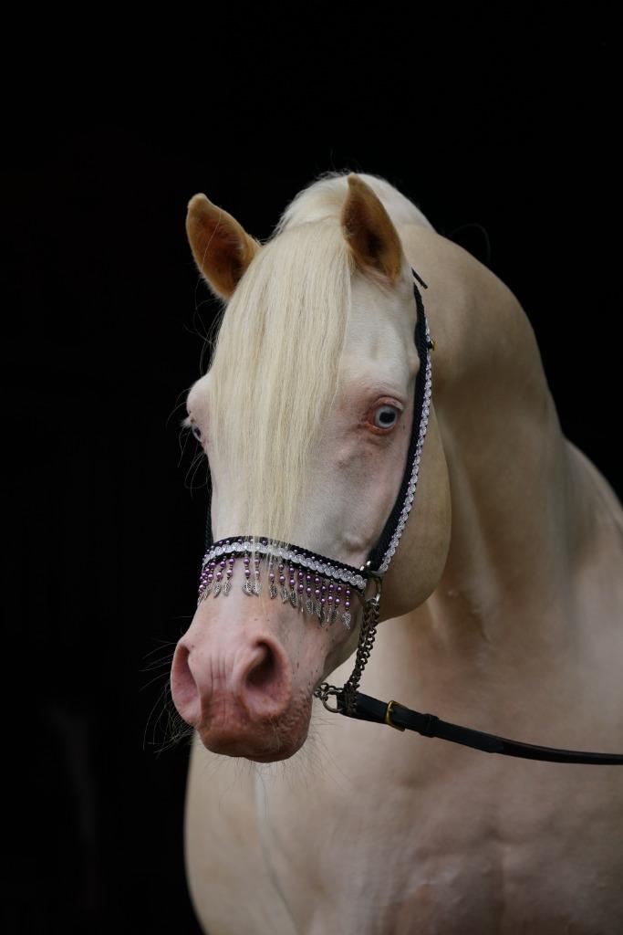 Unieke dekhengsten, cremello homozygoot champagne en zwart!, Hengst