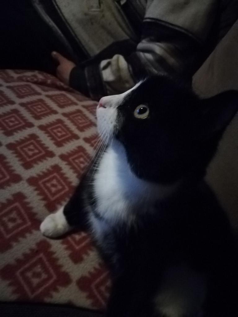 Vermist!!, Kater, Gechipt, 0 tot 2 jaar