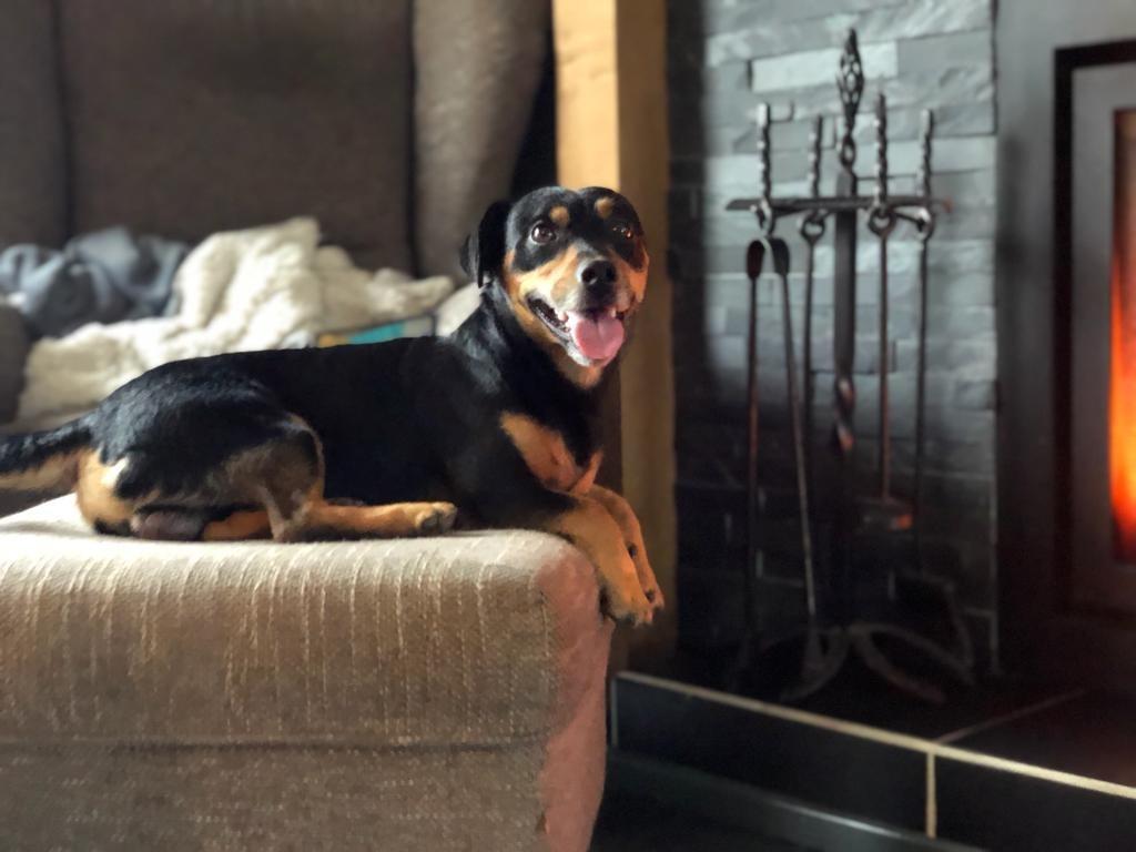 Ervaren Dekreu Jack russel/russell Guus, 6 jaar of ouder, Reu, Parvo, Eén hond