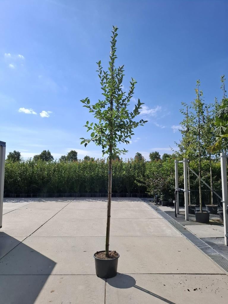 Malus ‘Red Sentinel’ – Sierappel in Pot, Overige soorten, Lente, 250 tot 400 cm, Ophalen