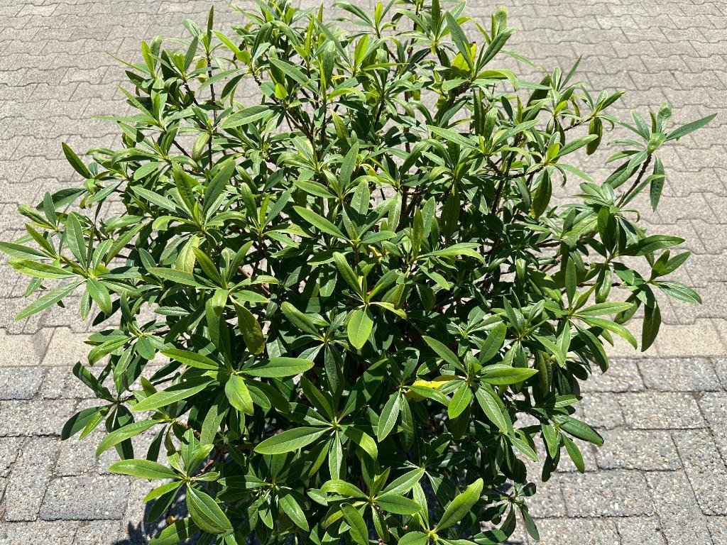 Edgeworthia chrysanthea - Papierstruik te koop, Ophalen, Overige soorten, Struik, Minder dan 100 cm