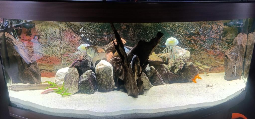 Gezocht zoetwater aquarium vissen regio Steenbergen nb, Dieren en Toebehoren, Vissen | Aquariumvissen, Vis, Zoetwatervis