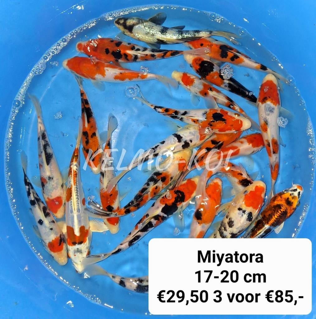 HEMELVAARTSDAG 13-16 u. JAP KOI Vijvervissen,steuren etc., Dieren en Toebehoren, Karper of Koi