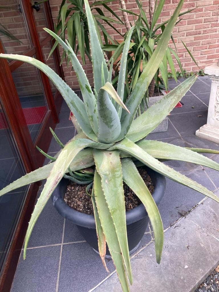 grote gezonde Aloë Vera, bloeit ieder jaar, Huis en Inrichting, Ophalen, Vetplant, In pot, Minder dan 100 cm