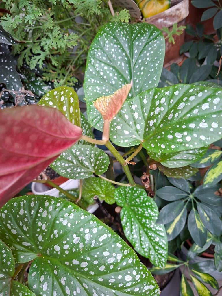 Begonia Coralinna, Bloeit niet, Overige soorten, Minder dan 100 cm, Ophalen