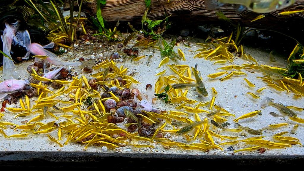 High grade Yellow neon backstripe neocaridina garnalen 1,-, Kreeft, Krab of Garnaal, Zoetwatervis, Schoolvis