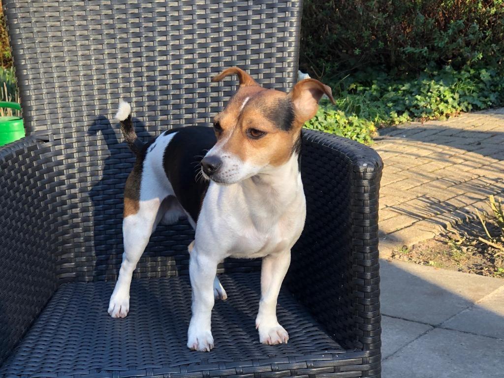 JACK RUSSEL DEKREU , DRIEKLEURIG, Dieren en Toebehoren, Honden | Dekreuen, Reu, Particulier, Eén hond, Nederland, 6 jaar of ouder
