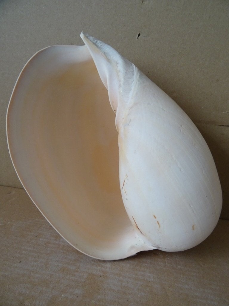Curiosa schelp grote schelp 16x10x22cm enorme schelp
