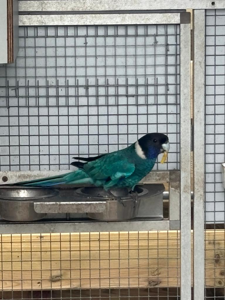 Twnty eight blauw 2025 geringd onverwant met DNA, Meerdere dieren, Parkiet, Geringd