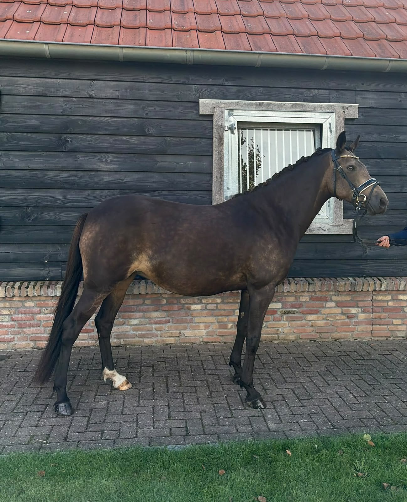 Lieve betrouwbare sportpony, Merrie, Met stamboom, Dressuurpony, L