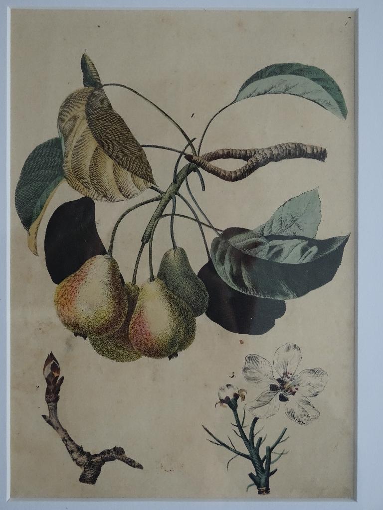 litho Perentak en bloesem Fruit C. Schach Stuttgart 1844, Verzenden