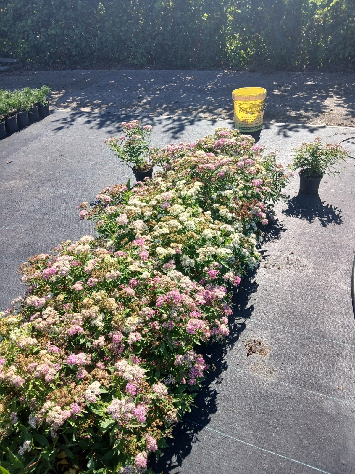 Spiraea  genpei struik met roze en witte bloemen, Volle zon, Eenjarig, Zomer, Ophalen
