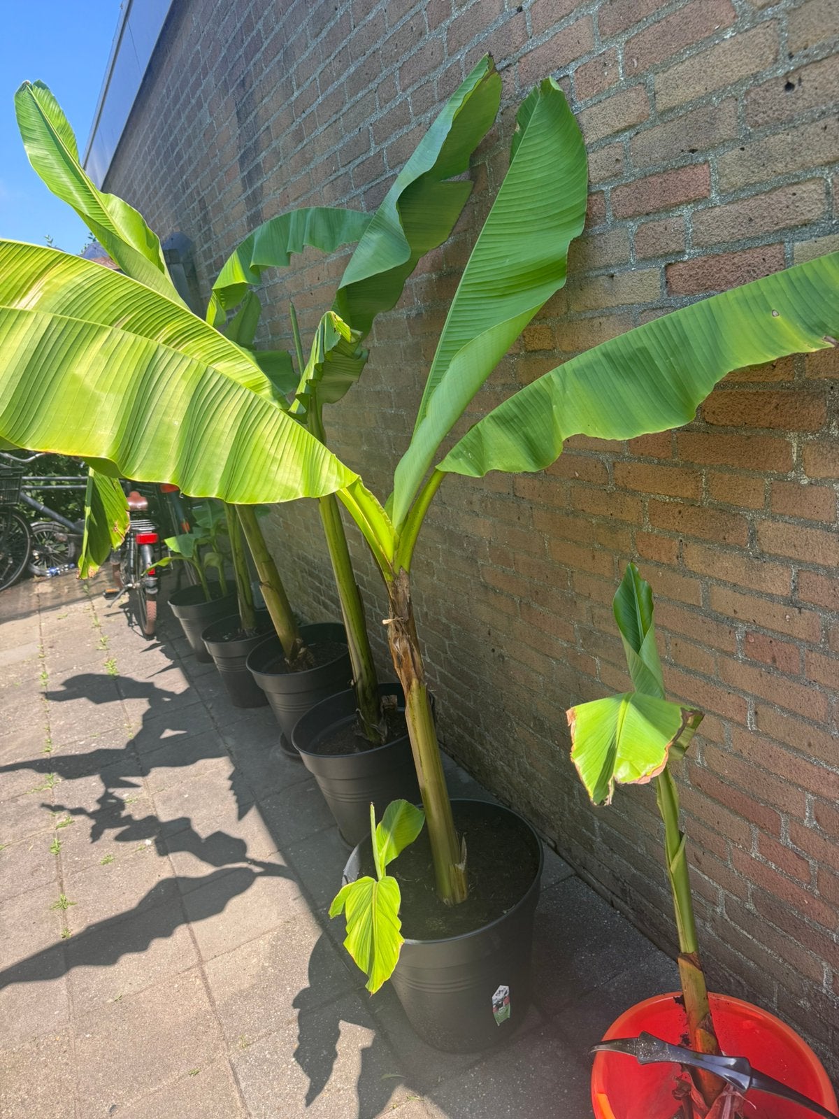 Bananenplant (Musa) - Tropische sfeer in huis of tuin, Tuin en Terras, Volle zon, Vaste plant, Bloeit niet, Ophalen