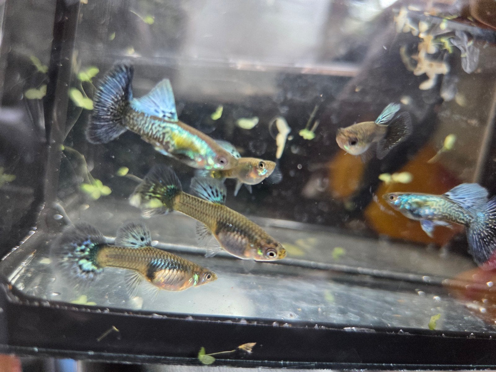 rasguppen blue galaxy, Dieren en Toebehoren, Vis