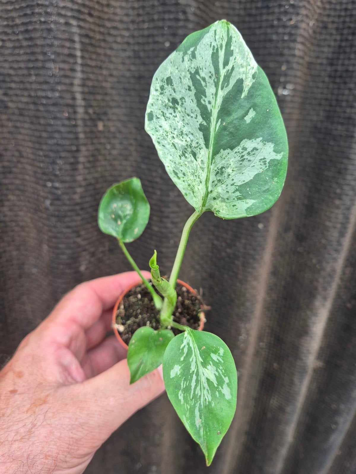 Monstera D Bulbasaur p6 (9)