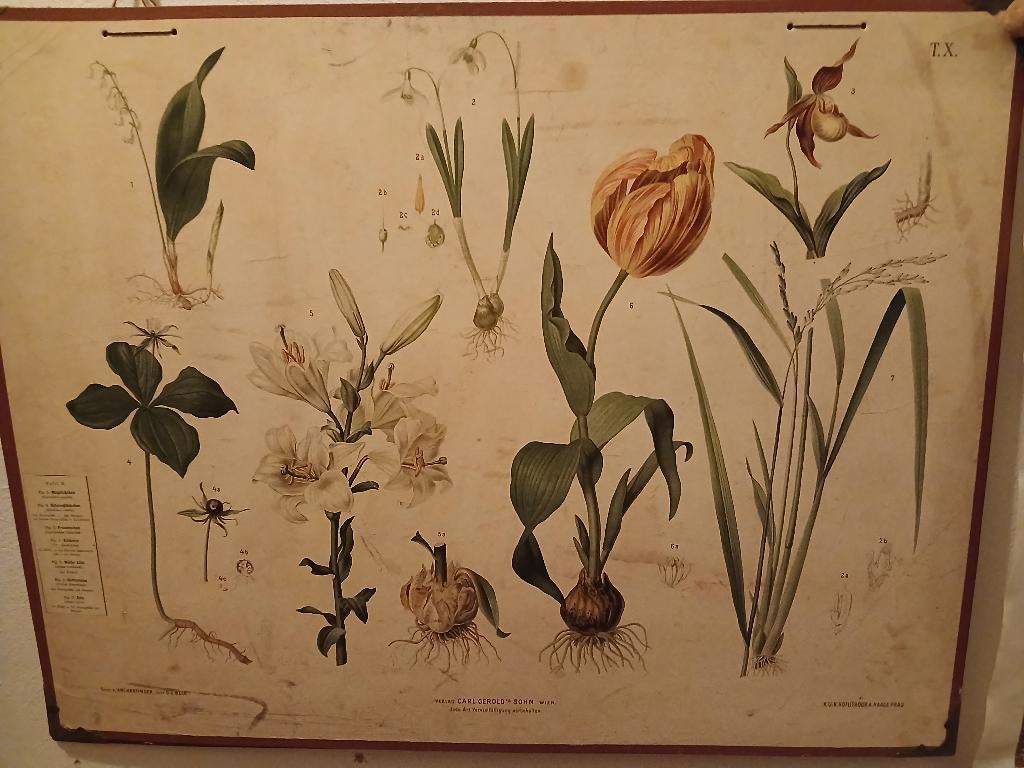 3 verschillende  platen : 2 met planten en 1 met trekboot, Antiek en Kunst, Ophalen, Natuur en Biologie