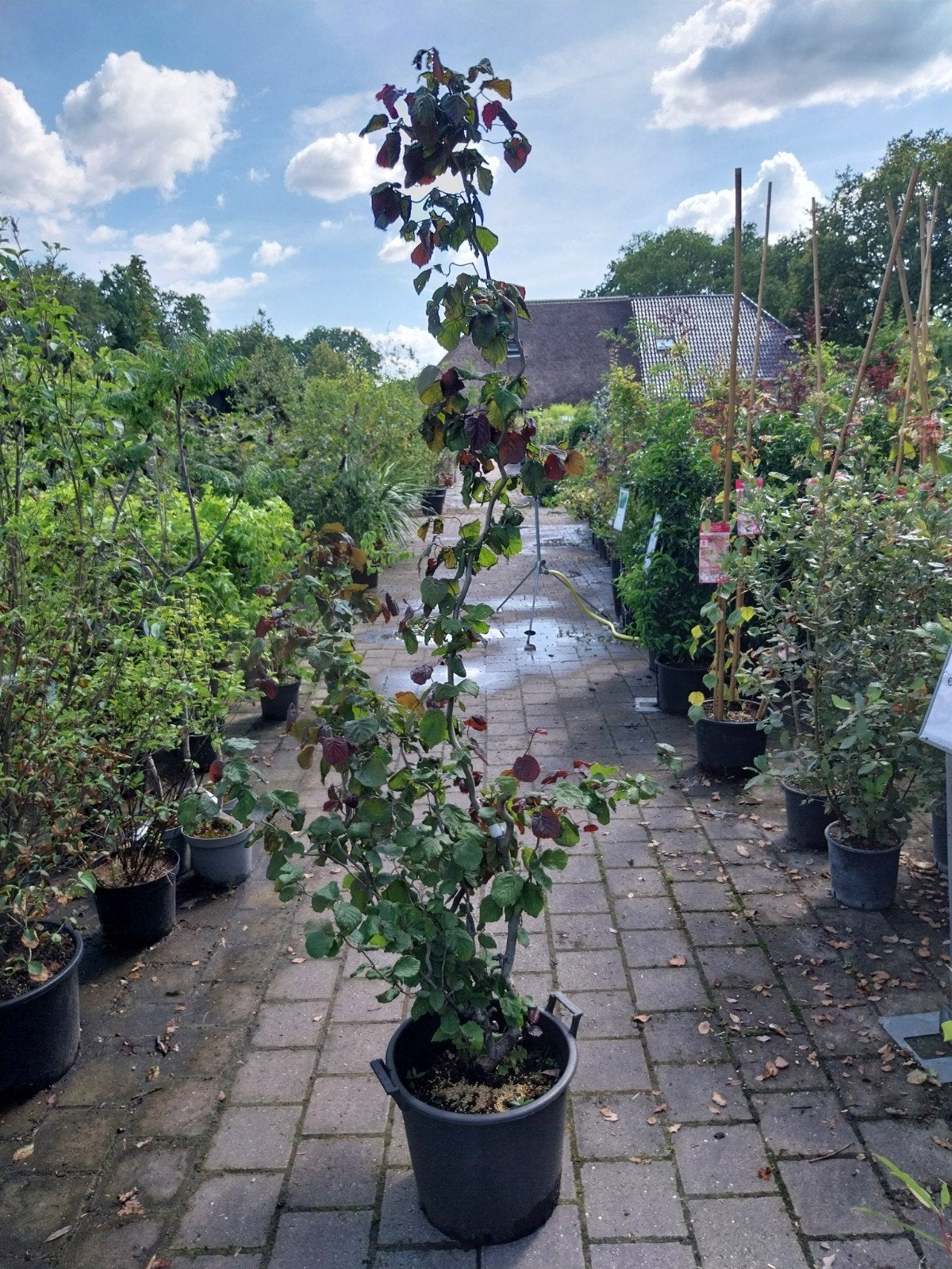 Corylus Red Majestic - Krulhazelaar met Rood Blad, Tuin en Terras, Planten | Bomen, Ophalen, Volle zon, Overige soorten