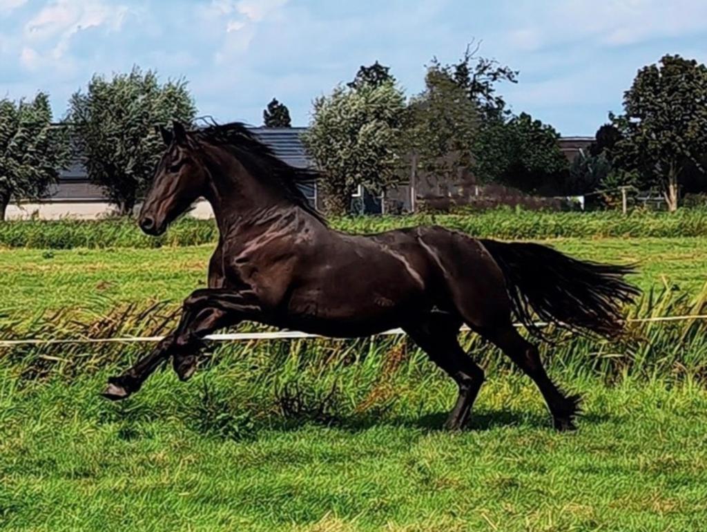 Super mooie Friese 5 jarige ruin, Ruin, Dressuurpaard, 3 tot 6 jaar
