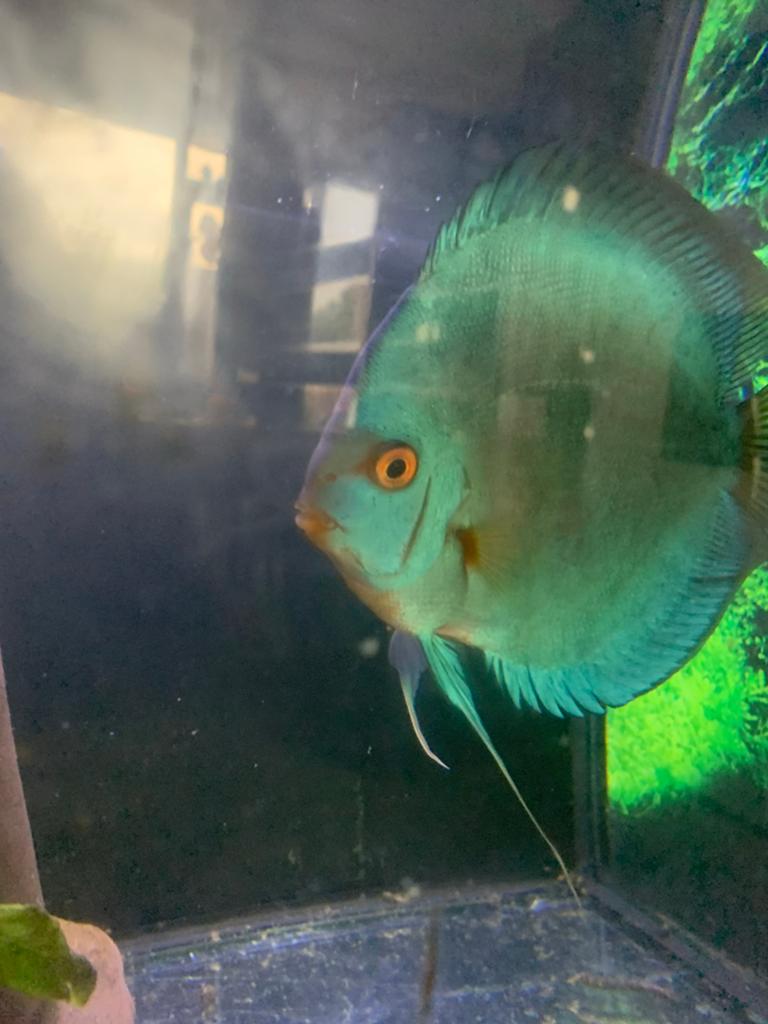 Koppel discus vissen, Dieren en Toebehoren, Vis