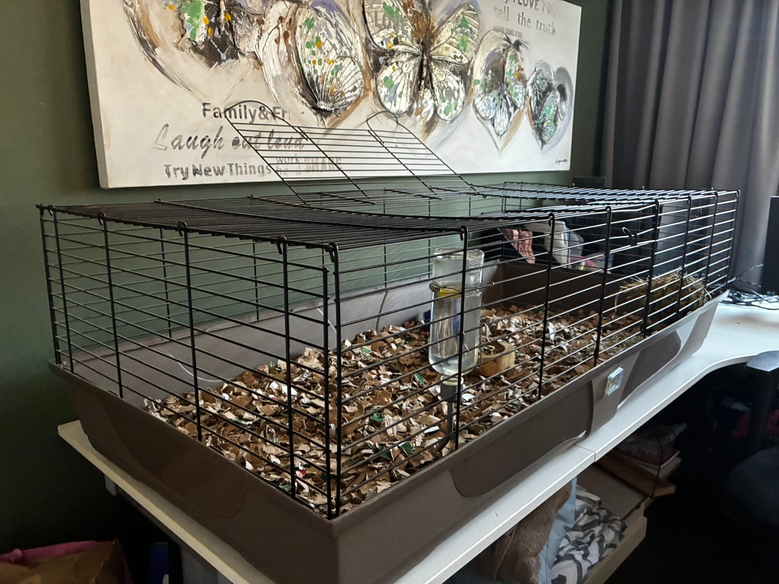 Caviakooi, Kooi, Cavia, Ophalen, Minder dan 60 cm