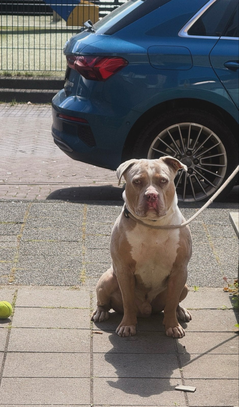 American bully xxl met stamboom, Reu, Bulldog, Eén hond, 3 tot 5 jaar