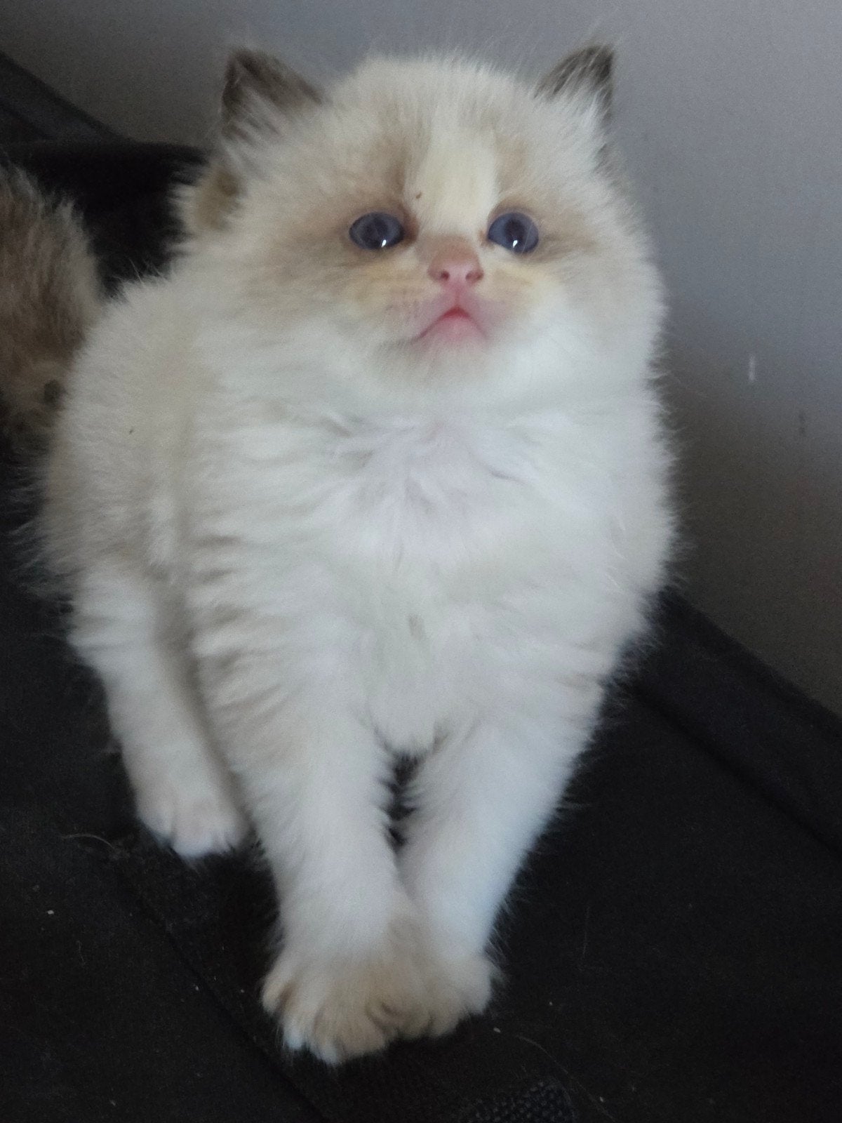 Zeer mooie Ragdoll kittens met stamboom uit geteste ouders!!, Dieren en Toebehoren, Met stamboom