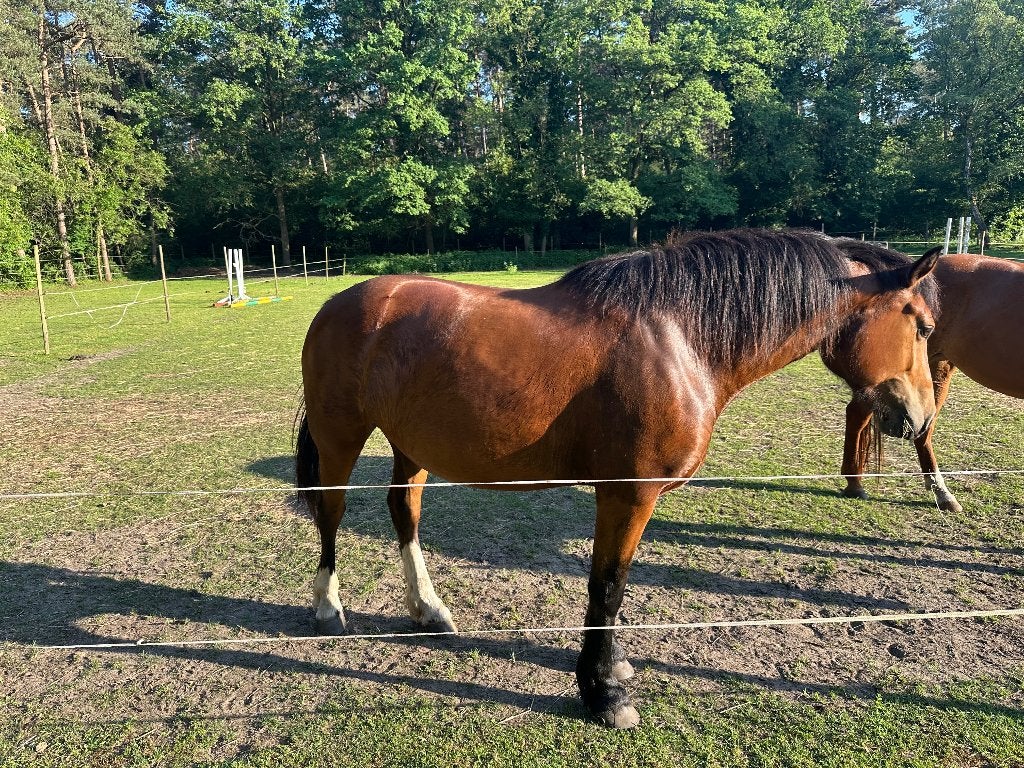 Mooie en lieve Freiberger merrie, Dieren en Toebehoren, Merrie, Minder dan 160 cm, Met stamboom, Zadelmak
