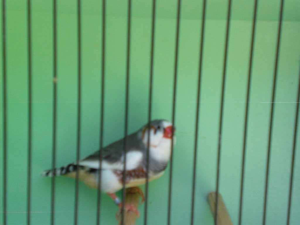 bonte zebravink, Mannelijk, Tropenvogel, Geringd