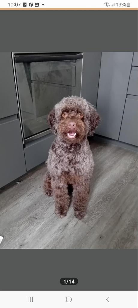 Labradoodle Dekreu, medium., Dieren en Toebehoren, Reu, Parvo, Eén hond, 3 tot 5 jaar