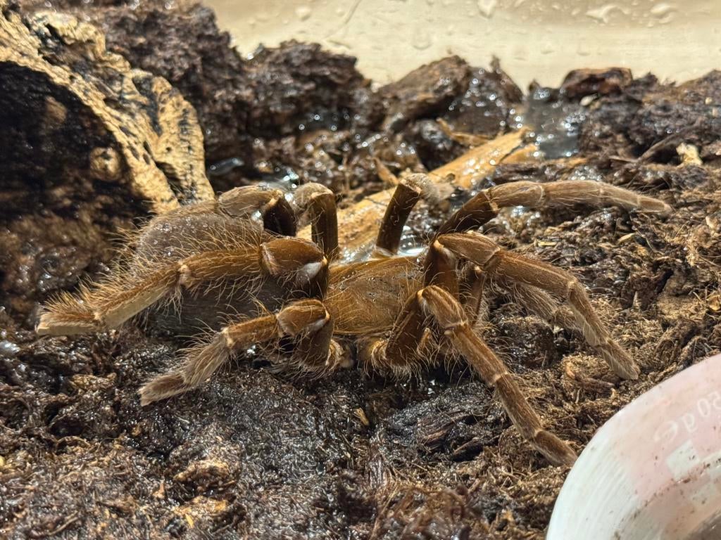 Hysterocrates gigas vrouw - vogelspinnen, Dieren en Toebehoren, Insecten en Spinnen, Spin of Schorpioen