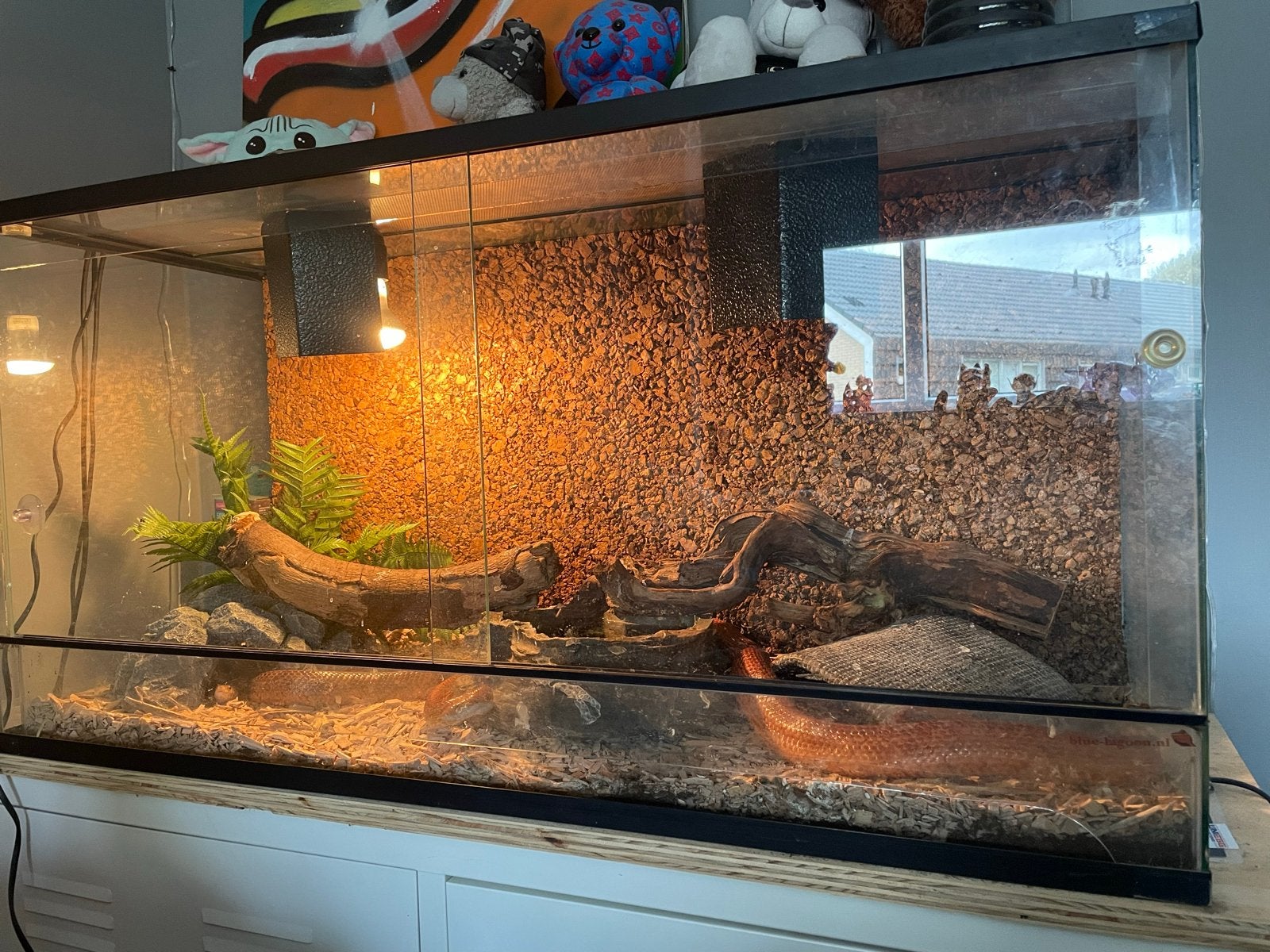 Koppel rattenslangen met terrarium
