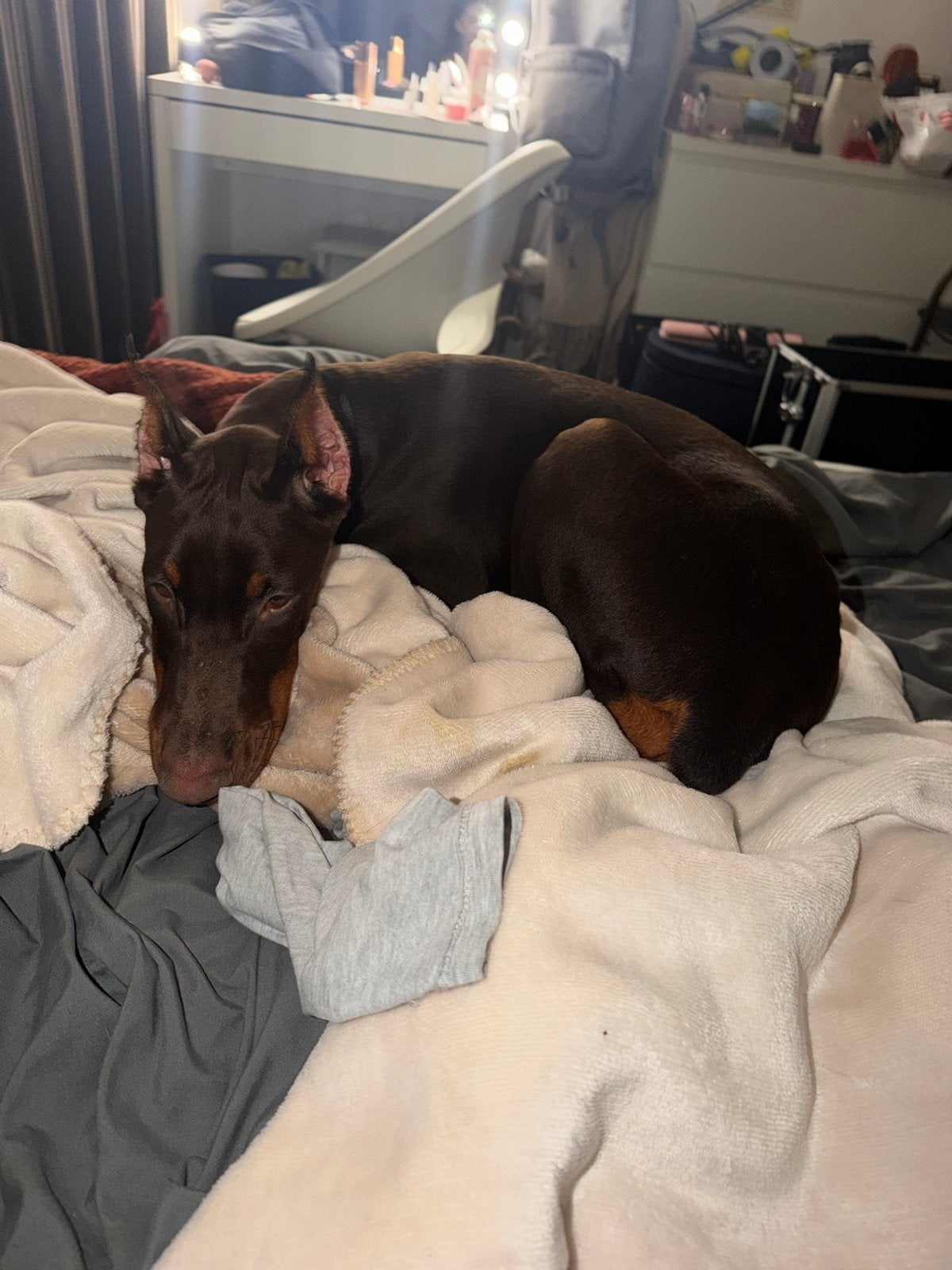 Dobermann bruin/brown MOET MET SPOED WEG, Nederland, Overige rassen, 8 tot 15 weken, Teef