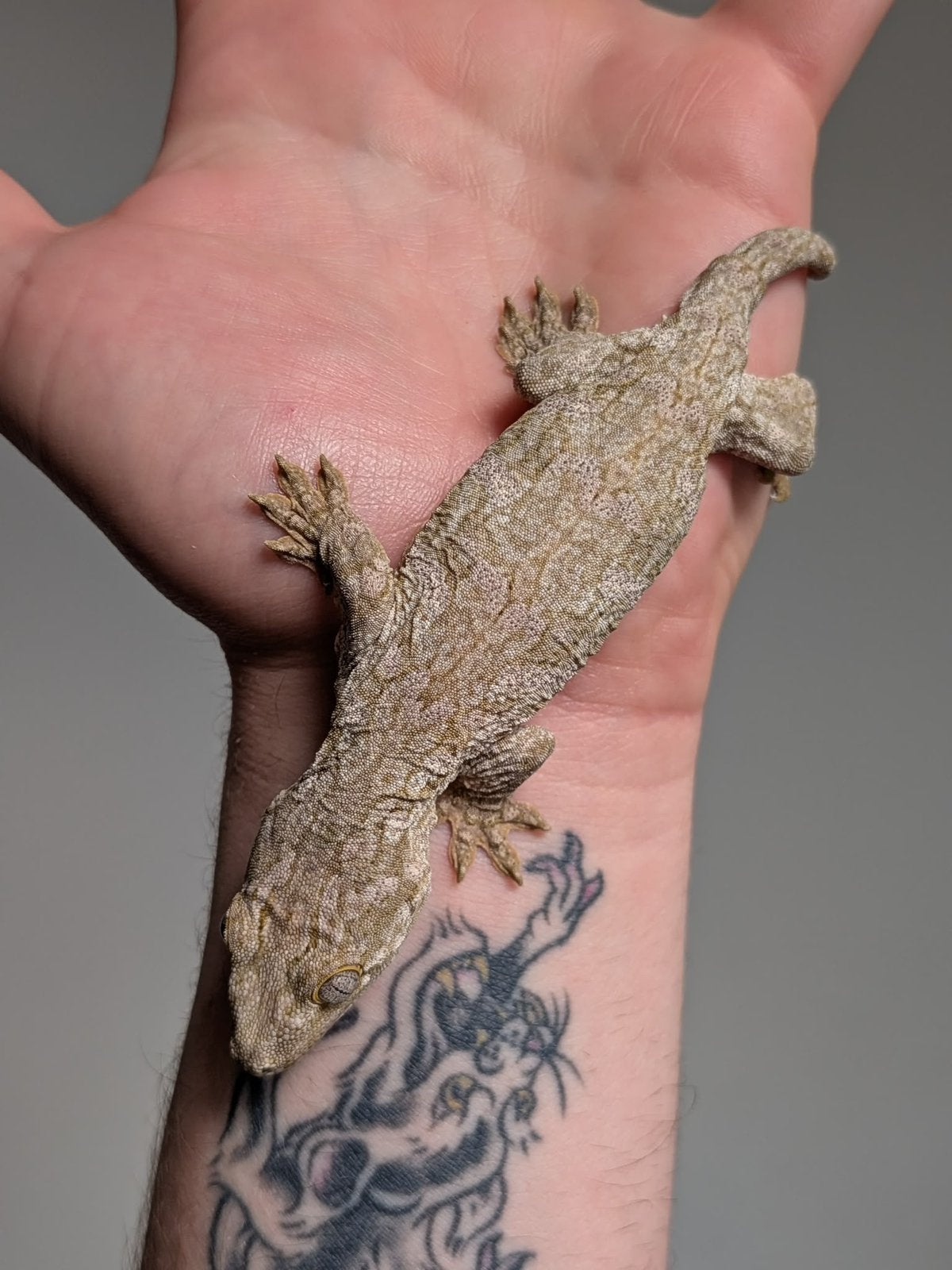 Leachianus gekko, Dieren en Toebehoren, Reptielen en Amfibieën, Hagedis, 0 tot 2 jaar