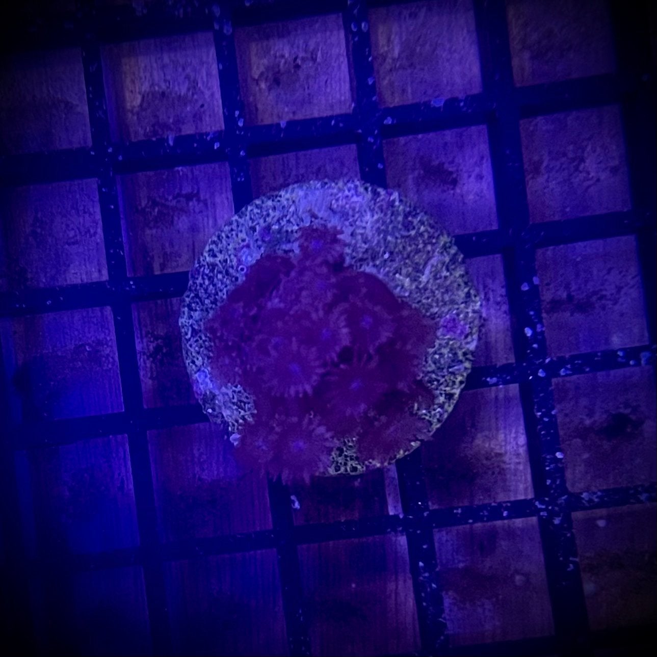 Goniopora purple heart stek, Ophalen