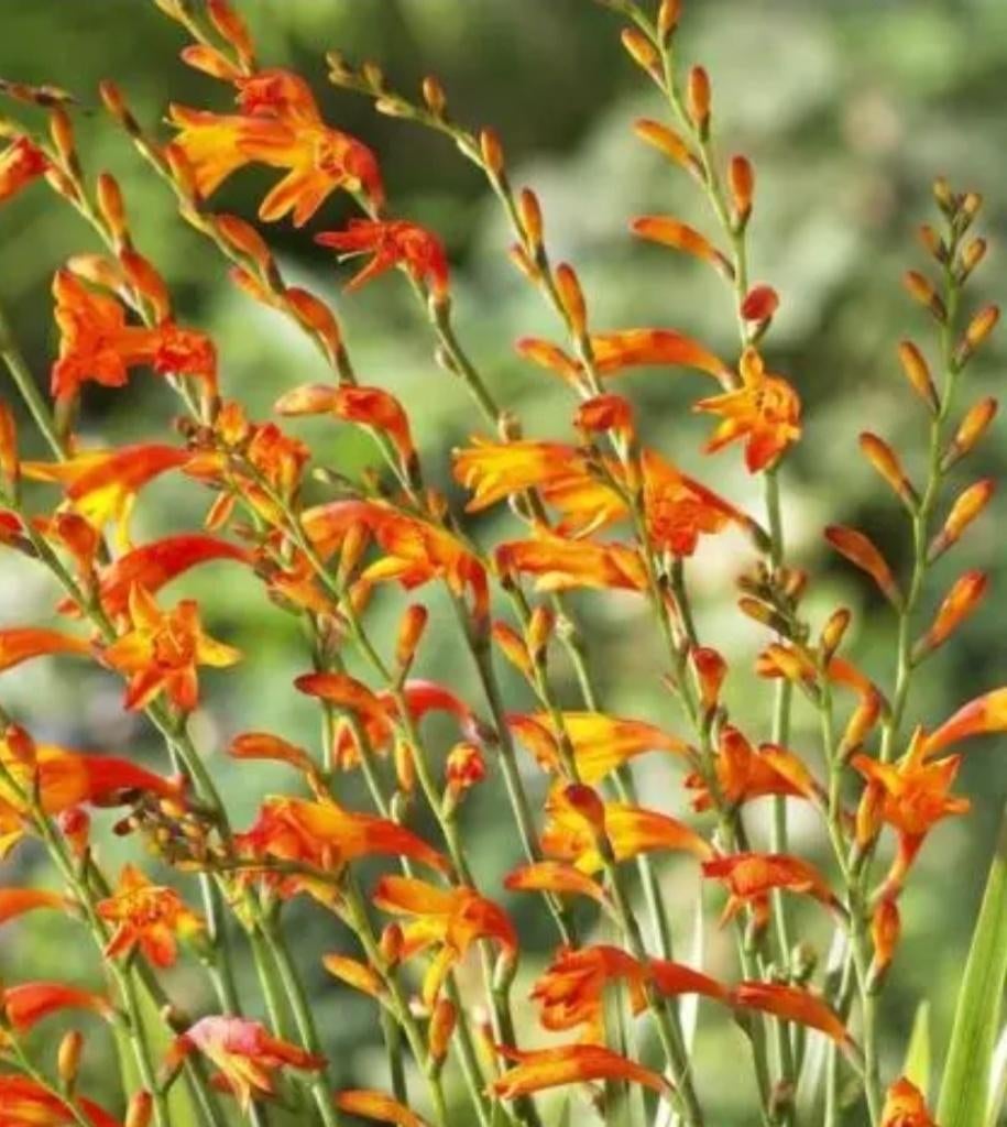 Montbretia / crocosmia plantjes, Overige soorten, Vaste plant, Ophalen of Verzenden, Halfschaduw