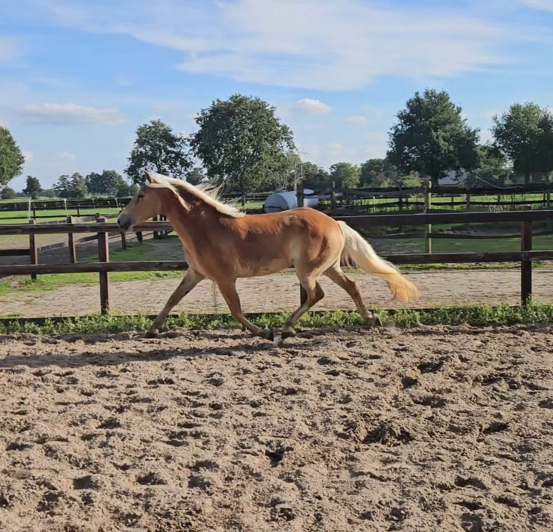 Diverse mooie haflingers, Dieren en Toebehoren, Meerdere dieren, Recreatiepaard, Met stamboom, 0 tot 2 jaar